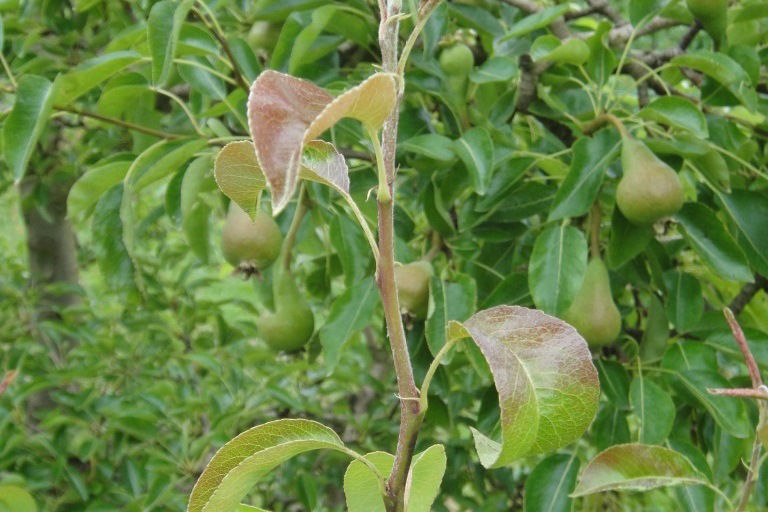 Pear Leaf Curling Midge